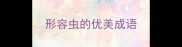 形容虫的优美成语