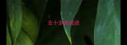 五十岁的成语