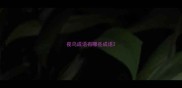 夜鸟成语有哪些成语