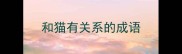 和猫有关系的成语