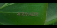 有笼的成语