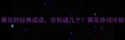 10个关于黄花的经典成语你知道几个黄花诗词冷知识大公开