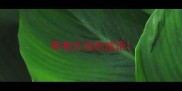 带有万念的成语